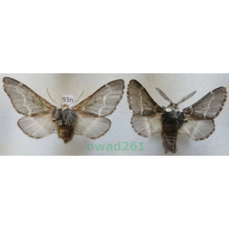 Poecilocampa populi (Linnaeus, 1758) pair Czech93n